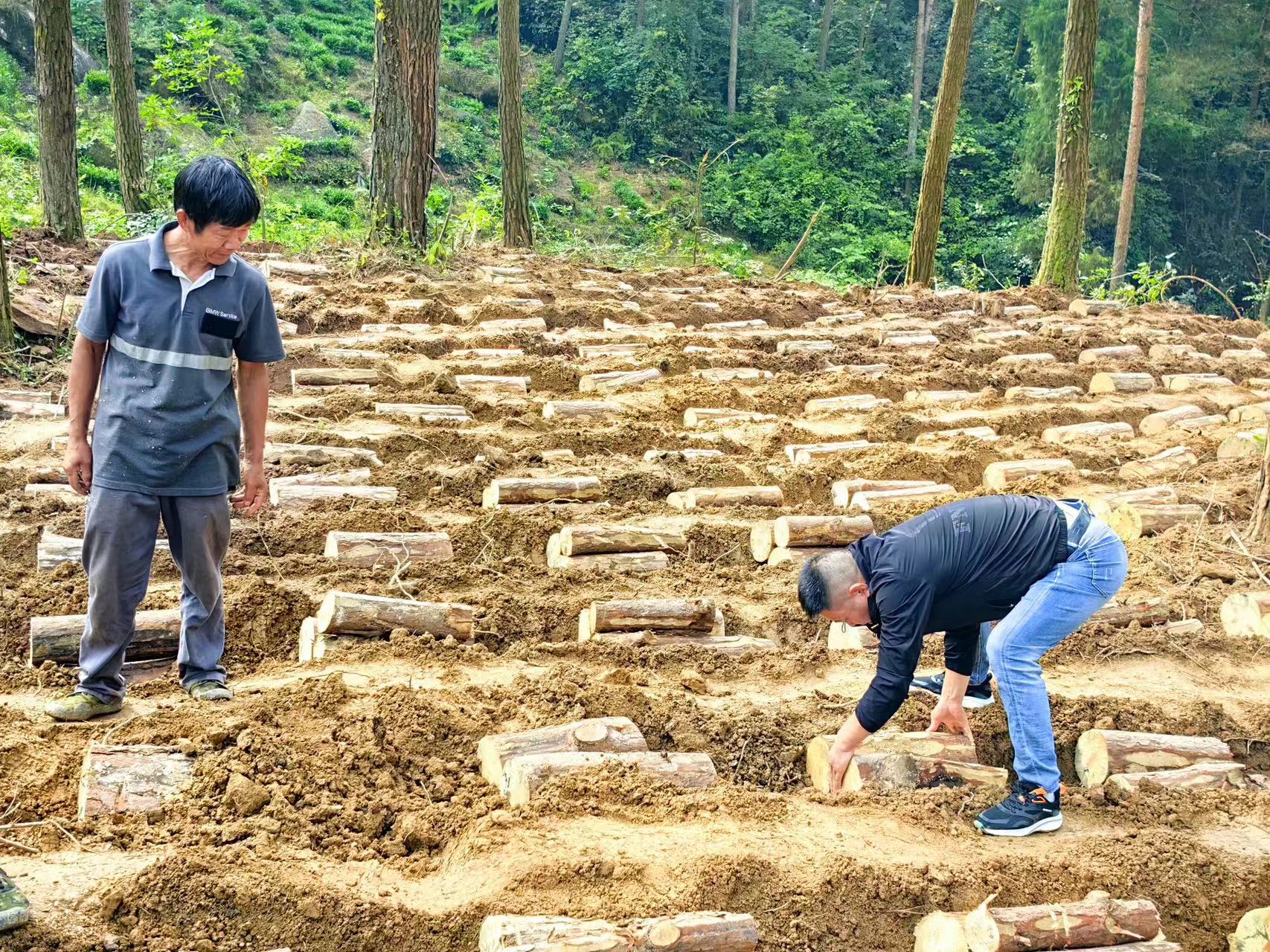 發(fā)展林下產業(yè) 壯大農村新型集體經濟